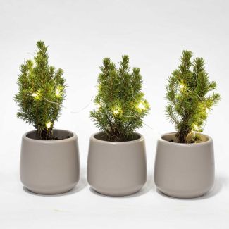 Set von 3 Mini-Weihnachtsbäumen im Topf Joey grau Ø7cm - ↕15cm hoch + 20 LED-Lichter