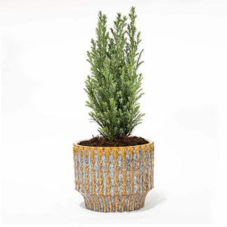 Ein Mini Weihnachtsbaum Ellwoodii + Topf Echo - Ø9cm - ↕25-30cm hoch