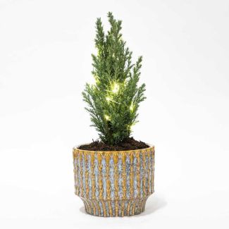 Ein Mini-Weihnachtsbaum in Elwoodii-Topf Echo + 20 Weihnachtslichter Ø9cm - ↕25-30cm hoch