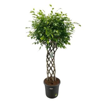 Geflochtener Benjamin-Feigenbaum - 180 cm
