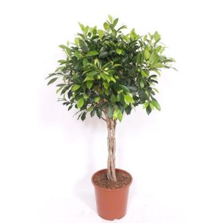 Zimmerfeige mit geflochtenem Stamm (Ficus Nitida) - ca. 120 cm hoch ⌀27 cm