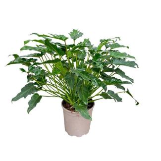 Mittelgroße Zimmerpflanze Philodendron Xanadu - ca. 60 cm hoch