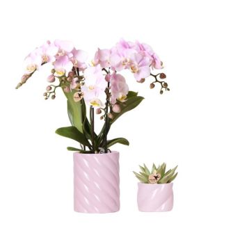 Geschenk-Tipp, Rosa Phalaenopsis-Orchidee aus Portugal und Sukkulente inkl. keramischen Zierpotten, Topfgröße Ø9cm