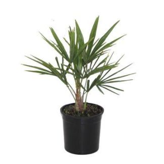 Chinesische Fächerpalme, Winterharte Palme, Starke Tropische, Exotisches Aussehen - Ø15cm - ↕40cm