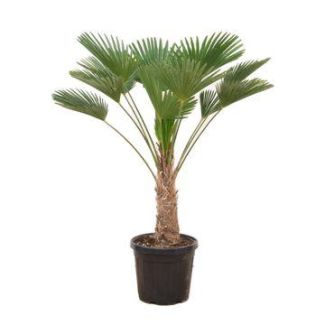 Wagner-Palme, Chinesische Fächerpalme, Schön kompaktes Format, Blickfang, Tropisch, Trachycarpus wagnerianus - Ø30cm - ↕130cm