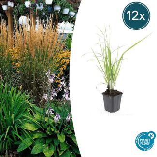 12x Struisriet 'Karl Foerster' | Calamagrostis acutiflora ↕10-25cm