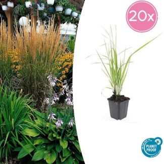 20 maal Calamagrostis acutiflora 'Karl Foerster' - bodembedekker / borderplant