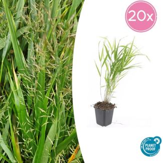 20 Stück Japanisches Ziergras, Cremefarbene Pluimen, Hakonechloa macra - ↕10-25cm - Ø9cm
