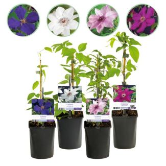 Green boutiQ - Klimpflanze - Clematis Rainbow - Blüte Rosa Weiß Lila Rot - Wenig Pflege - 4 Pflanzen - Topf 11cm Höhe 40cm
