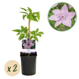 Green boutiQ - Klimplanze - Clematis Hagley Hybrid - Blüte Rosa - Wenig Pflege - 2 Pflanzen - Topf 11cm Höhe 40cm