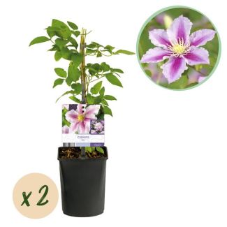 2 Stück Clematis Weiß mit Rosa