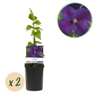 Green boutiQ - Klimpflanze - Clematis Star of India - Blüte Rosa - Wenig Pflege - 2 Pflanzen - Topf 11 cm Höhe 40 cm