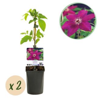 2 Stück rosa Clematis