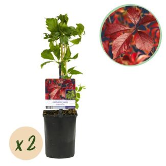 Grüne BoutiQ - Wilde Weinrebe - Parthenocissus Engelmannii - Blatt Grün später Rot - Wenig Pflege - 2 Pflanzen - Topf 11cm Höhe 40cm