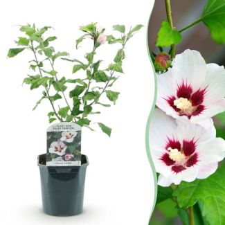 Weißer Strauch-Hibiskus mit rotem Herzen