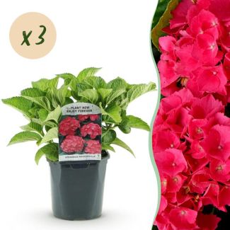 3 Stück Hortensie Rosa/Rot