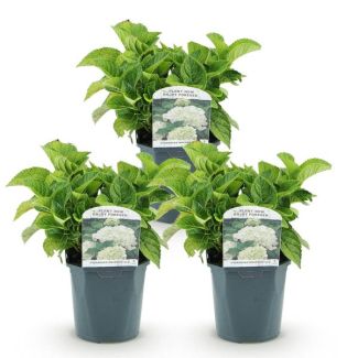 3 Stück Hortensie Weiß