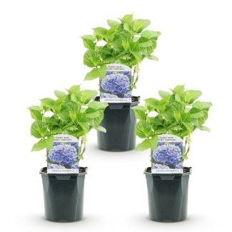 3 Stück Blaue Hortensien