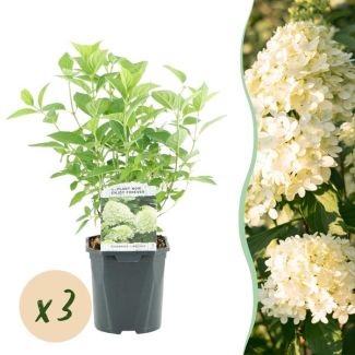 3 Stück Rispenhortensie Grün - Creme - Zartrosa