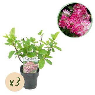 3 Stück Rispenhortensie Weiß - Rosa