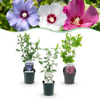 3 Stück Althea 3 Farbenmix Rosa - Weiß - Blau