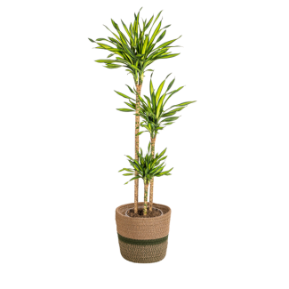 Dracaena deremensis Rikki mit Topf