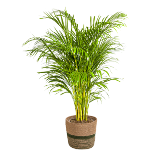 Areca-Palme mit Topf Ø24cm - ↕120 - 140cm