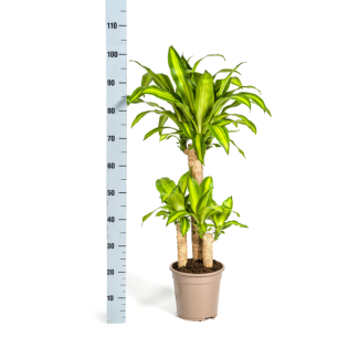 Duftende Drachenbaum Massangeana mit Topf Ø21cm - ↕90 - 110cm