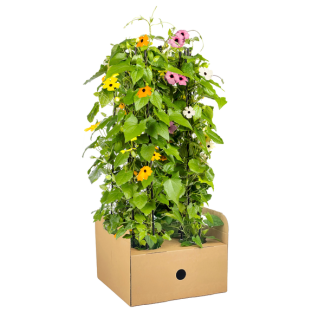 Sonnenblume mit schönen Augen Sunny Susy Mix - Set von 4 Stück in verschiedenen Farben - Ø13 cm - ↕60 cm Thunbergia alata Sunny Susy Mix