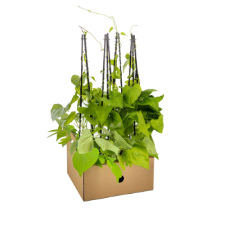 4 Stück Prunkwinde, Einjährige Kletterpflanze mit leuchtend blauen Blüten, Ipomoea tricolor Heavenly Blue Ø13 cm - ↕60 cm