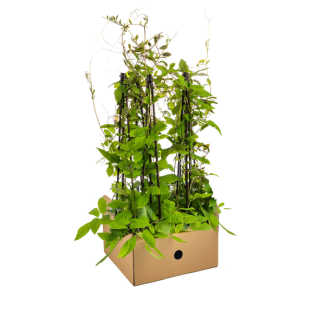 Violette Blaue Glockenblume, Einjährige Kletterpflanze, Cobea scandens Violett Blau Ø13 cm - ↕60 cm