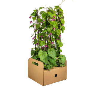 4 Stück Purpurrote Glockenblume, Exotische Kletterpflanze, Kübelpflanze, einjährige Pflanze, Rhodochiton atrosanguineum Ø13 cm - ↕60 cm