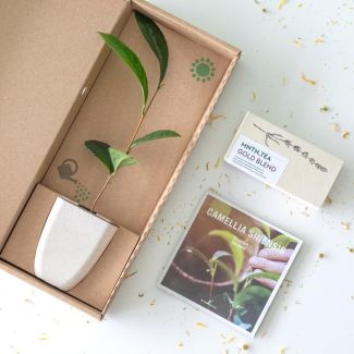 Teepause Briefkasten Geschenk – Genuss in einer Tasse