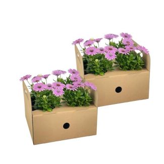 8 Stück Afrikanische Margerite, Farbe Rosa, Einjährige Pflanze, Osteospermum ecklonis Pink Ø12 cm - ↕20 cm