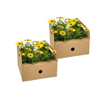 8 Stück Afrikanische Margerite, Farbe Gelb, Einjährige Pflanze, Osteospermum ecklonis Gelb Ø12 cm - ↕20 cm