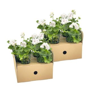 8 Stück Hängende Geranie oder auch Säulen-Geranie genannt, Traubenblüten, Farbe Weiß, Terrassenpflanze, Balkonpflanze, einjährige Pflanze, Pelargonium peltatum Weiß Ø12 cm - ↕20 cm