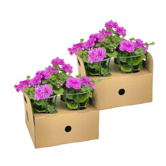 8 Stück Hängende Geranie oder auch Säulen-Geranie genannt, Traubenblüten, Farbe Violett, Terrassenpflanze, Balkonpflanzen, Einjährige Pflanze, Pelargonium peltatum Violett Ø12 cm - ↕20 cm