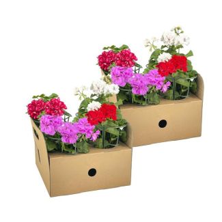 8 Stück Hängende Geranie oder auch Säulen-Geranie genannt, Schöne Mischung aus vier Farben Rot, Weiß, Mexikanisches Rubin und Violett, Terrassenpflanze, Balkons, Einjährige Pflanze, Pelargonium peltatum Mischung Ø12 cm - ↕20 cm