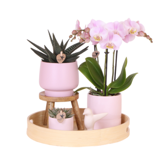 Pflanzen-Set, Wunderschöner Blickfang, Eine Rosen-Vanille-Orchidee in Zierpot mit frischgrünen Pflanzen auf einem natürlichen Bambus-Tablett.