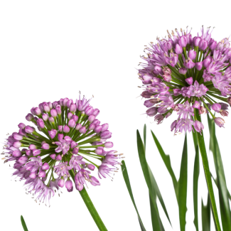 Allium senescens Millennium Ø19 cm - ↕50 - 60 cm