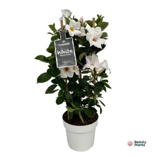 Mandevilla im Turm, trompetförmige weiße Blüten, einjährige Terrassenpflanze, Mandevilla Sundaville White im Turm (Dipladenia) - Ø17cm - ↕55cm