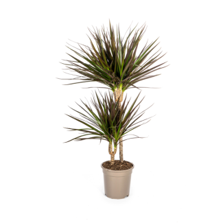 Drachenbaum Dracaena Marginata ‘Magenta’ – Topfgröße Ø19cm – Höhe 70-90cm – Robuste Zimmerpflanze