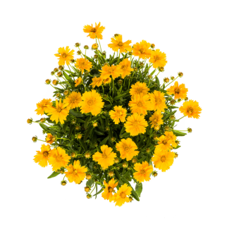 Großblütige Mädchenauge Ø19cm - ↕50 - 60cm