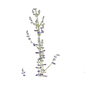 Russischer Salbei Ø19cm - ↕50 - 60cm