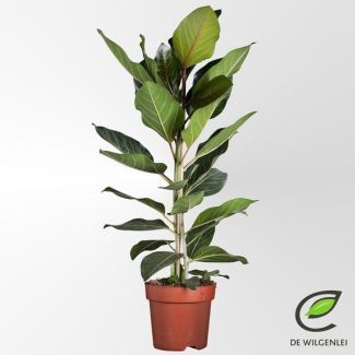 Luftreinigender Feigenbaum Benghalensis Joy - ca. 90 cm hoher Ficus Ø21cm