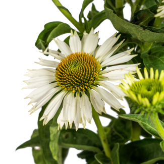 Echinacea purpurea Weiß Ø19cm - ↕60 - 70cm