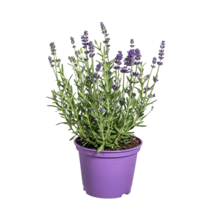 8 Stück Lavendel, Lila Blütenstände, Staude, Mediterranes Flair, Lavandula angustifolia Ø13cm - ↕30 - 40cm