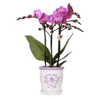 Lila Schmetterlingsorchidee Vienna in Malaga Zierpot Lila, Blühende Zimmerpflanze, Ø9cm