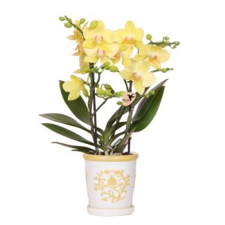 Gelbe Schmetterlingsorchidee Albenga mit Malaga Ziertopf Gelb, Blühende Zimmerpflanze, Phalaenopsis Orchidee, Ø9cm