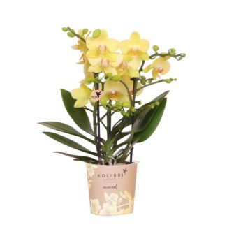 Gelbe Schmetterlingsorchidee Albenga, Blühende Zimmerpflanze, Phalaenopsis Orchidee, Ø9cm